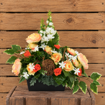 Jardinière Girolflées